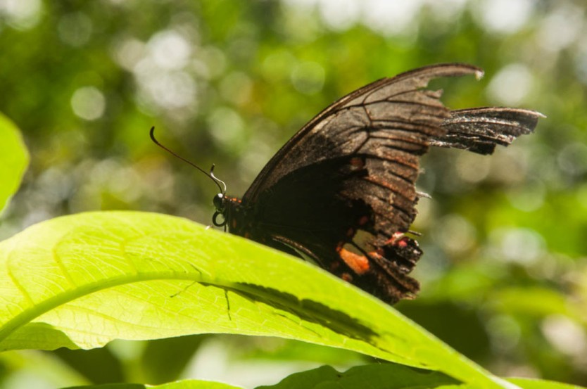 4.Promoviendo al tiempo en los visitantes del jardín conocimiento sobre el ciclo de vida de las lepidópteras –comúnmente llamadas mariposas- , quienes antes de volar son gusanos. 